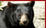 Click for Blackbear Hunting