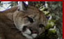 Click for Cougar Hunting