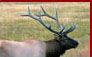 Click for Elk Hunting