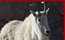 Click for Goat Hunting
