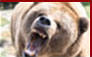 Click for Grizzly Bear Hunting