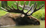 Click for Moose Hunting