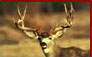 Click for Mule & Whitetail Deer Hunting