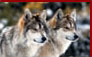 Click for Wolf Hunting