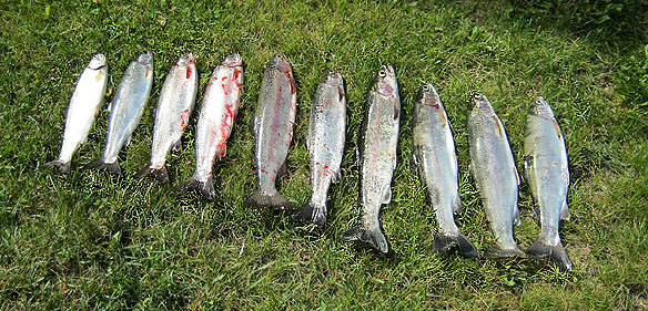 Rainbow trout